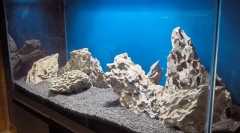 Pokrenite akvarijum: kako učiniti sve u pravu